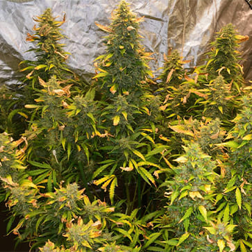 Насіння конопель Auto Blue Amnesia XXL Feminised Silver